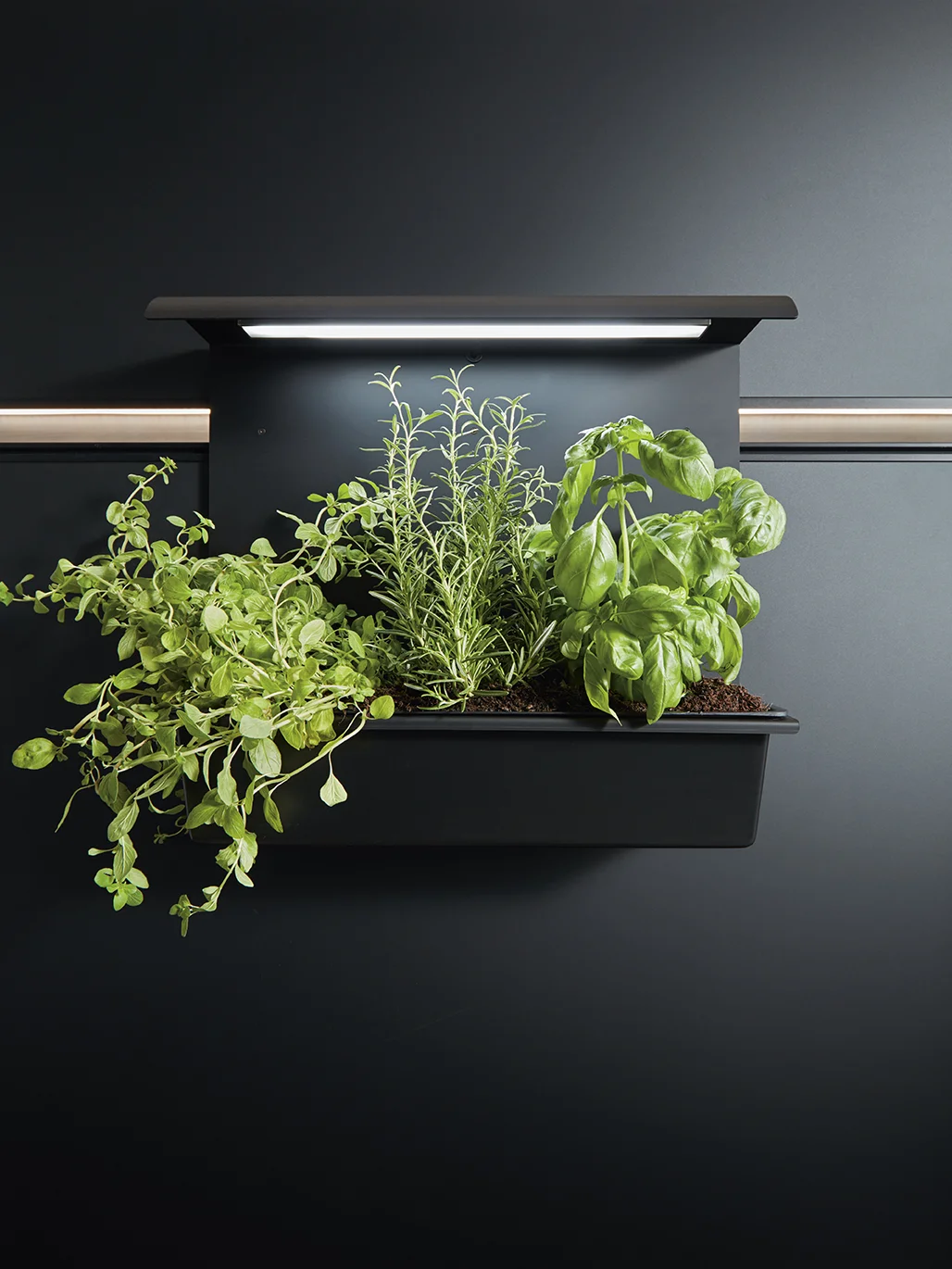 Cube 52 Paneelgarten mit Beleuchtung Eigene Kräuter ins rechte Licht gerückt