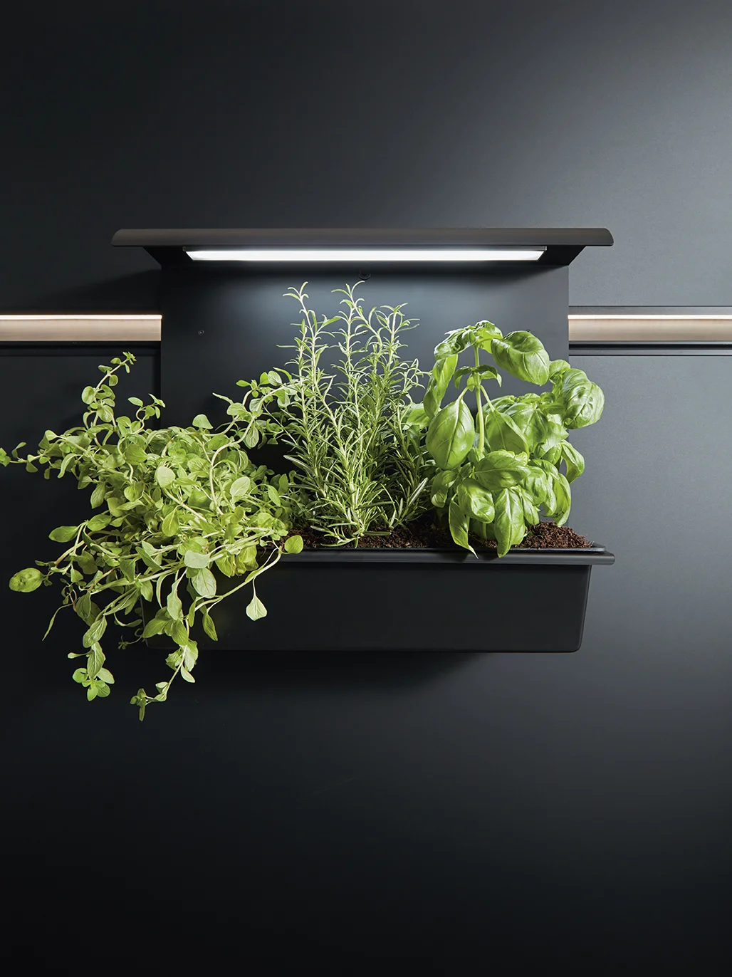 Cube 52 Paneelgarten mit Beleuchtung Eigene Kräuter ins rechte Licht gerückt